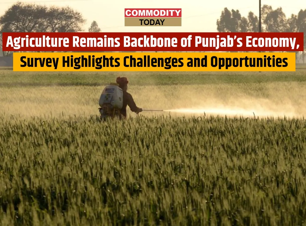 Agriculture Remains Backbone of Punjab’s Economy, Survey Highlights Challenges and Opportunities