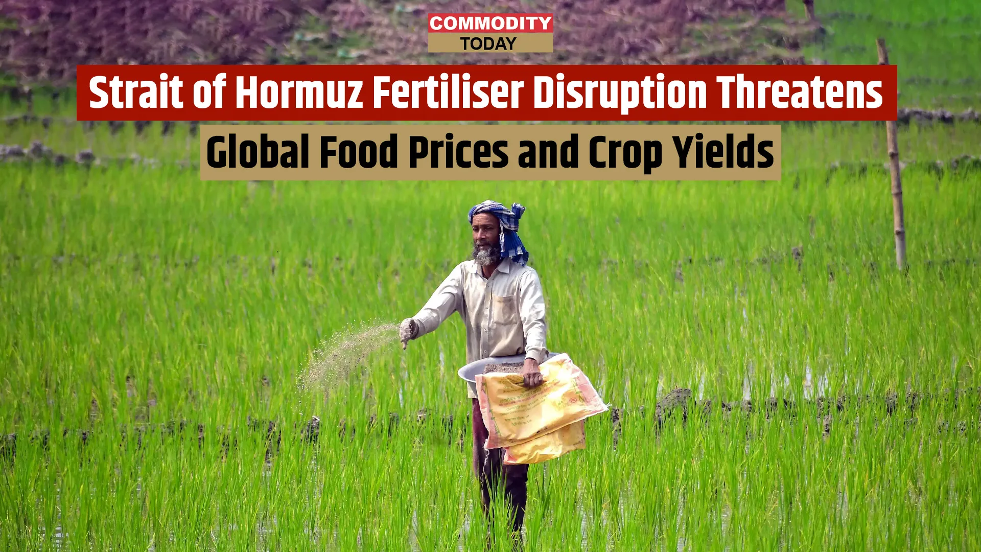 Strait of Hormuz Fertiliser Disruption Threatens Global Food Prices and Crop Yields
