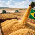 Brazil Soybean Production Hits Record High, Global Prices May Ease