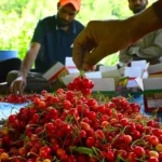 Fruit Market Revolution Kashmir Cherries Reach Mumbai via Rail at High Speed