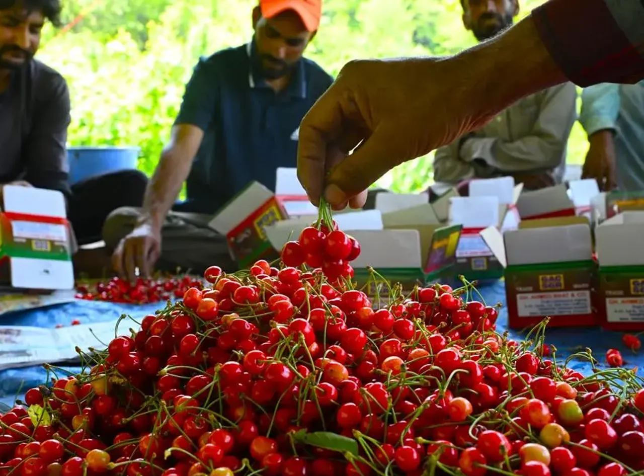 Fruit Market Revolution Kashmir Cherries Reach Mumbai via Rail at High Speed
