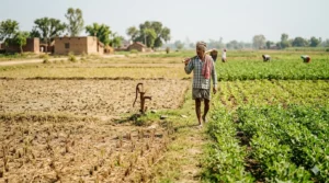 India’s Summer Rice Acreage Falls by 2.47 Lakh Hectares Farmers Shift to Pulses & Oilseeds