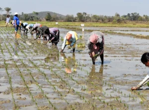 Rice Farming in Odisha Transformed Through IRRI Climate-Smart Initiative