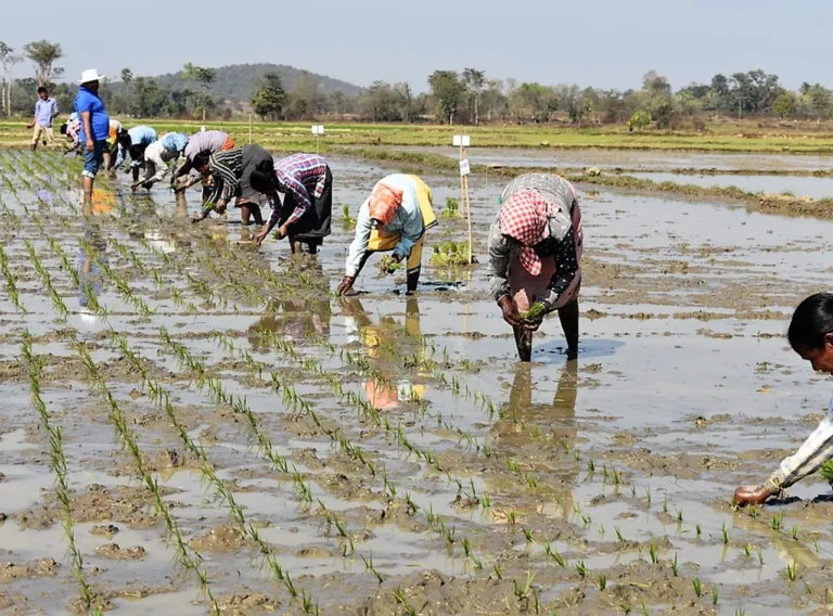 Rice Farming in Odisha Transformed Through IRRI Climate-Smart Initiative