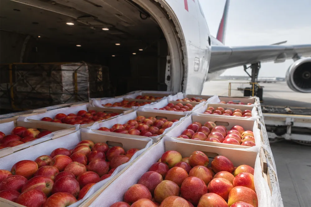 Ladakh’s Karkitchoo Apple Exports Enter Dubai for the First Time