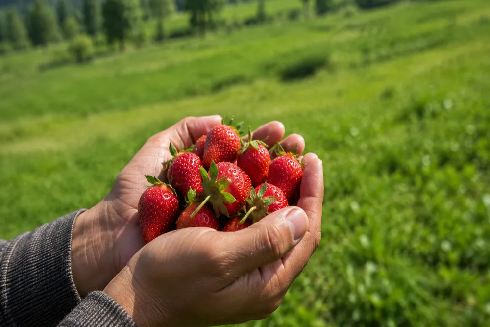Strawberry Growers in Kashmir Hope for Demand Revival Amid Tourism Recovery