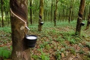 Why India’s Rubber Production Surged To 3.4 % In FY 2026 Let’s Find Out
