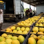 Double Blow To India’s Mango Exports Amid Peak Export Season