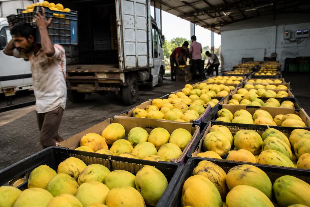 Double Blow To India’s Mango Exports Amid Peak Export Season