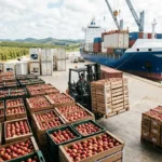 How Does Brazil's Apple Exports Recover Strongly in the 2026 Global Market