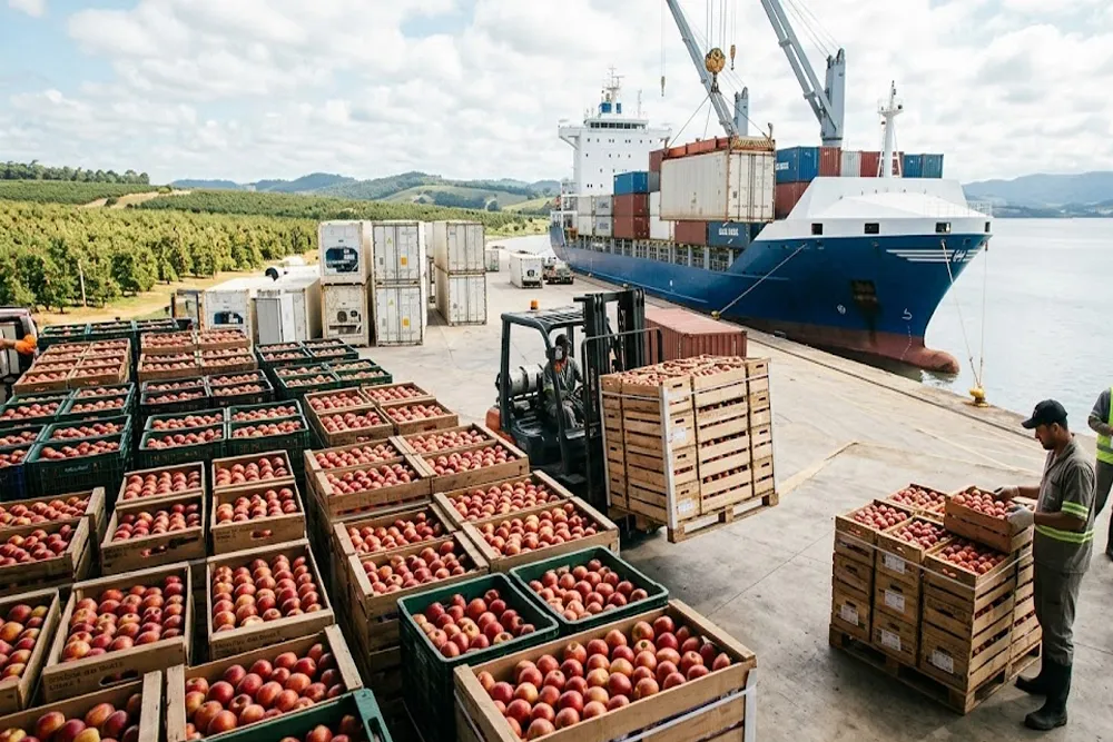 How Does Brazil's Apple Exports Recover Strongly in the 2026 Global Market