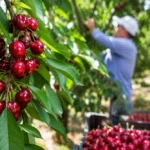 How Does Turkey’s Cherry Production Boost Cherry Exports