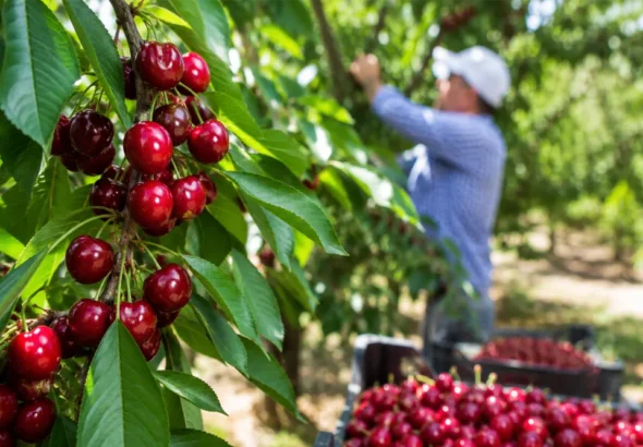How Does Turkey’s Cherry Production Boost Cherry Exports