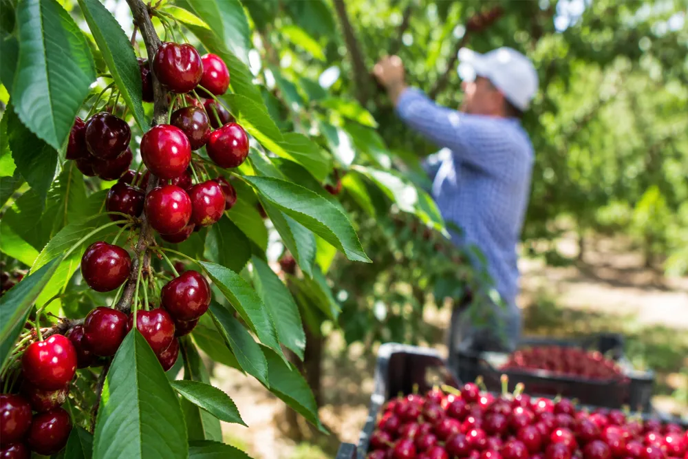 How Does Turkey’s Cherry Production Boost Cherry Exports