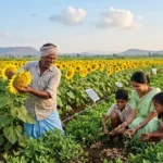 Oilseed Yield Growth Crucial for India's Edible Oil Security. Here’s Why