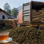 Tea Industry in Nepal Witnesses Crisis as Export Shipments Remain Stuck
