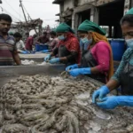 Why Bangladesh's Shrimp Export Industry is Struggling?