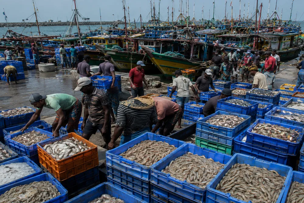 Why is AP Targeting 30% Share in India’s $30 Billion Seafood Exports Vision