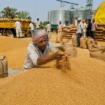 India’s Wheat Procurement Crossed Revised Buffer Stock Target