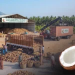 How Coconut Exports Rebound as Pollachi Shipments Recover Amid Gulf Tensions?