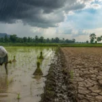 Indian Agriculture Battles With New Challenges from Yo-Yo Monsoon