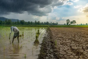 Indian Agriculture Battles With New Challenges from Yo-Yo Monsoon