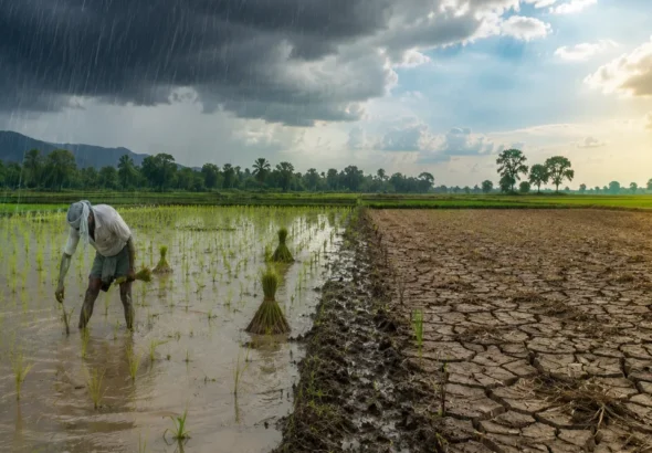 Indian Agriculture Battles With New Challenges from Yo-Yo Monsoon