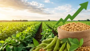 India’s Soybean Acreage Expected to Increase 5–7% on Better Prices
