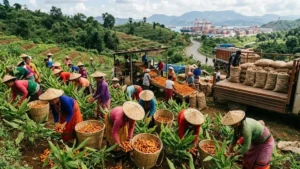 Lakadong Turmeric Mission How It Boosts India's Turmeric Exports