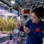China Harvests Rice Grown in Space: Could Space Farming Feed Future Astronauts on Mars?