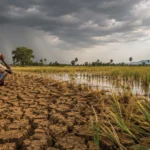 Drought Fears Drive Up Rice Prices Across South India as Monsoon Weakens