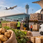 Could Noida Airport Boost Potato Exports from UP?