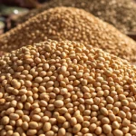 India’s Soybean Imports Touch Record High 1MT In Current Season. Here’s Why?