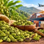 Cardamom Prices Rise in India Amid Strong Demand and Export Enquiries