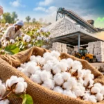 Cotton Prices Recover Amid Output Concerns And Demand