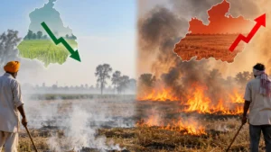 Stubble Burning Declines in Punjab but Increases in MP. Here’s Why?